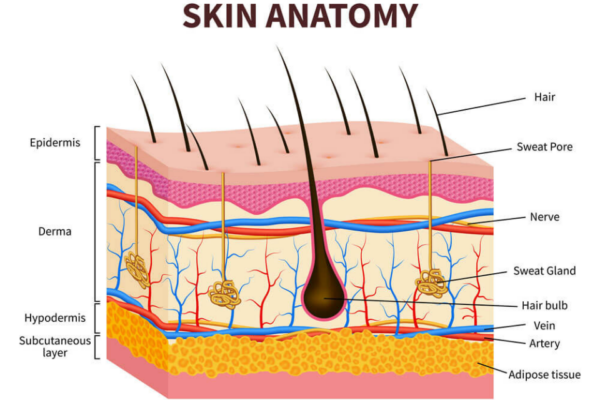 anatomy of human skin