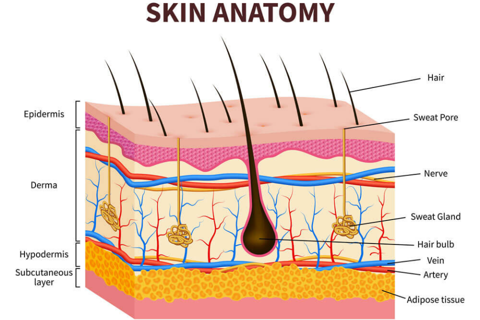 Skin Anatomy 101 - The Dermatology Specialists