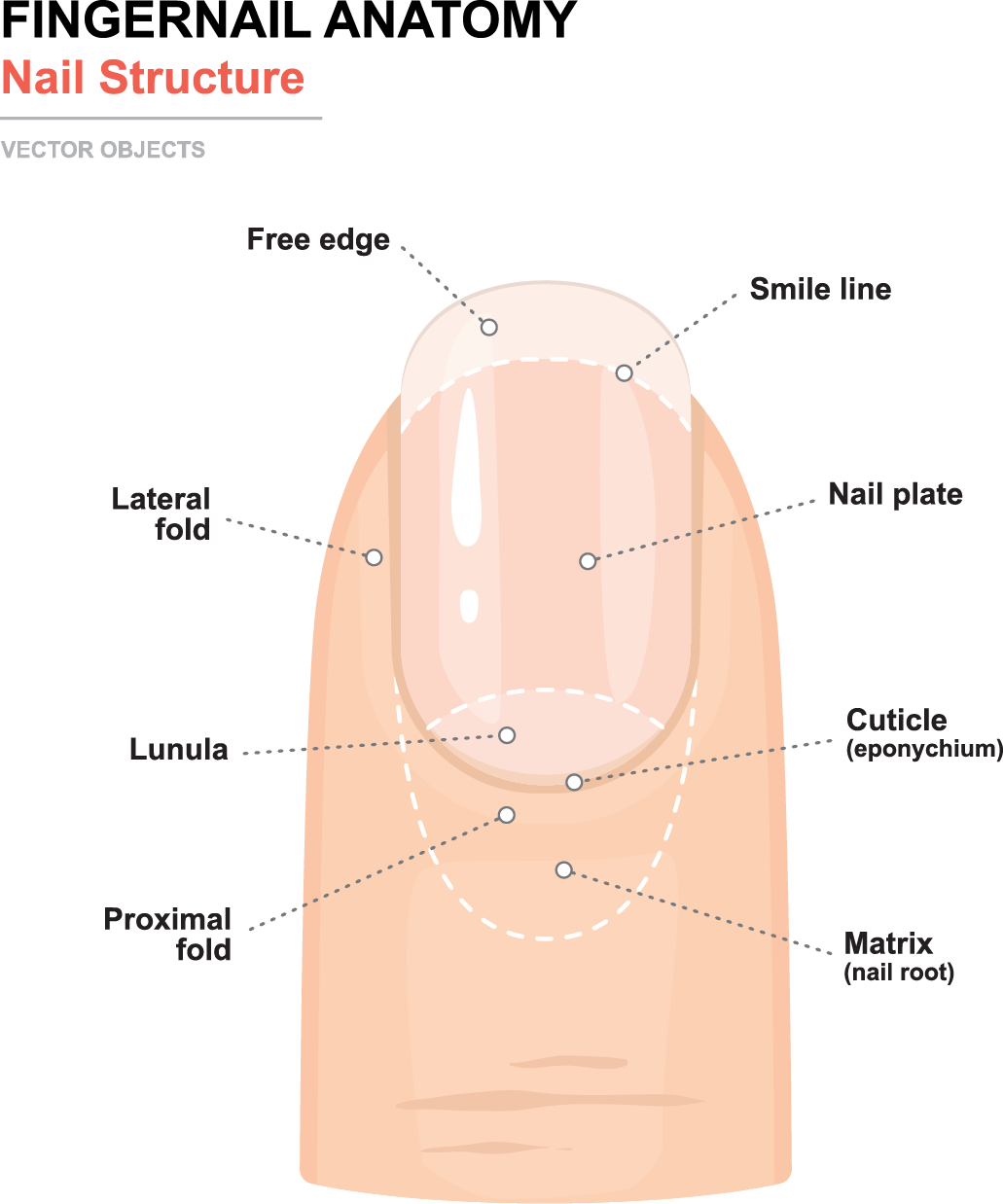 illustration showing anatomy of the fingernail